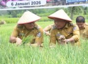 Petani Desa Sidodadi Ramunia Pilih Tanam Bawang Merah, Ini Alasannya.!.