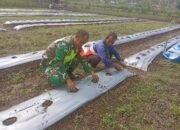 Babinsa Koramil 11/Bandar Baru Dampingi Petani Cabe di Desa Alue, Perkuat Ketahanan Pangan Daerah