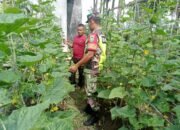 Babinsa Koramil 11/Bandar Baru Dampingi Petani Mentimun, Perkuat Ketahanan Pangan di Desa Kayee Raya