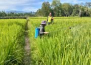 Babinsa Koramil 11/Bandar Baru Dampingi Penyemprotan Tanaman Padi di Desa Ujong Leubat