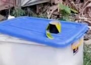 Warga Medan Denai Dadak Geger, Sebuah Box Container Plastik Curigakan Ditemukan Mayat Wanita