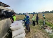 Babinsa Koramil 11/Bandar Baru Dampingi Warga Panen Padi, Perkuat Ketahanan Pangan di Pidie Jaya