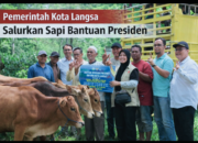 Pemko Langsa Salurkan 71 Ekor Sapi Meugang, Kadis PPPKP Jelaskan Kendala Penyaluran