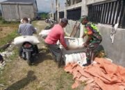 Babinsa Koramil 11/Bandar Baru Dampingi Warga Panen Padi, Perkuat Ketahanan Pangan Nasional