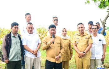 Panen Jagung di Desa Saentis-Deli Serdang Melonjak, Wakil Bupati Deli Serdang Soroti Pentingnya Data untuk Hilirisasi