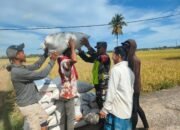 Babinsa Koramil 11/Bandar Baru Dampingi Petani, Wujud Nyata Dukungan TNI untuk Ketahanan Pangan