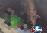 Kronologi Driver Ojek Online Tewas Tertabrak Kereta Api di Perlintasan Tanpa Palang Hingga Terpental ke Kandang Babi